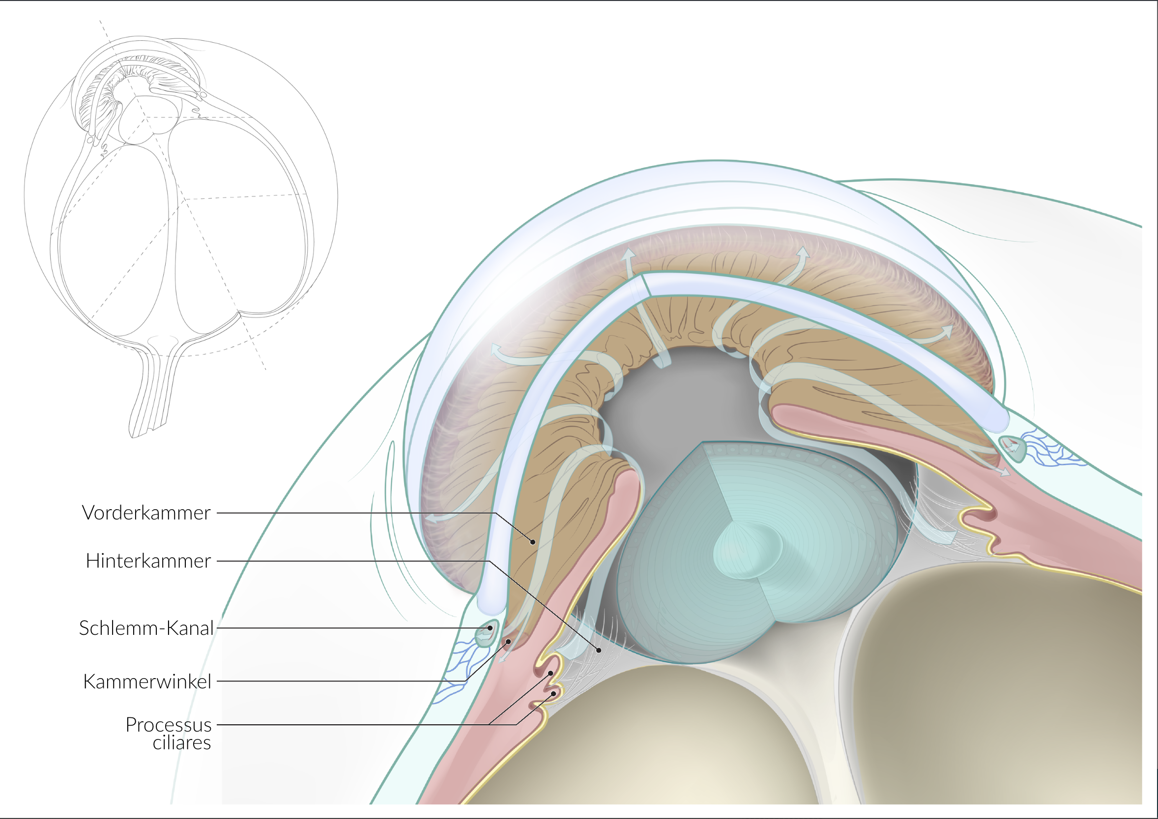 <p>A. Iridocorneal angle (Angulus iridocornealis)</p>