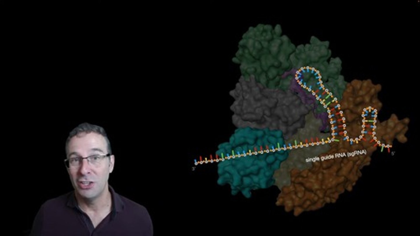 <p>sgRNA is a synthetic RNA molecule designed to guide Cas9 to a specific DNA sequence for cutting.</p>