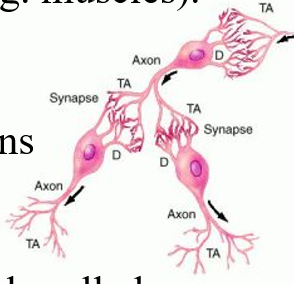 <p>small <strong>spaces between neurons </strong>or between neurons and <strong>effectors </strong>(e.g. muscles)</p><p>terminal branches of one neuron may join with many different neurons (rarely just two)</p>