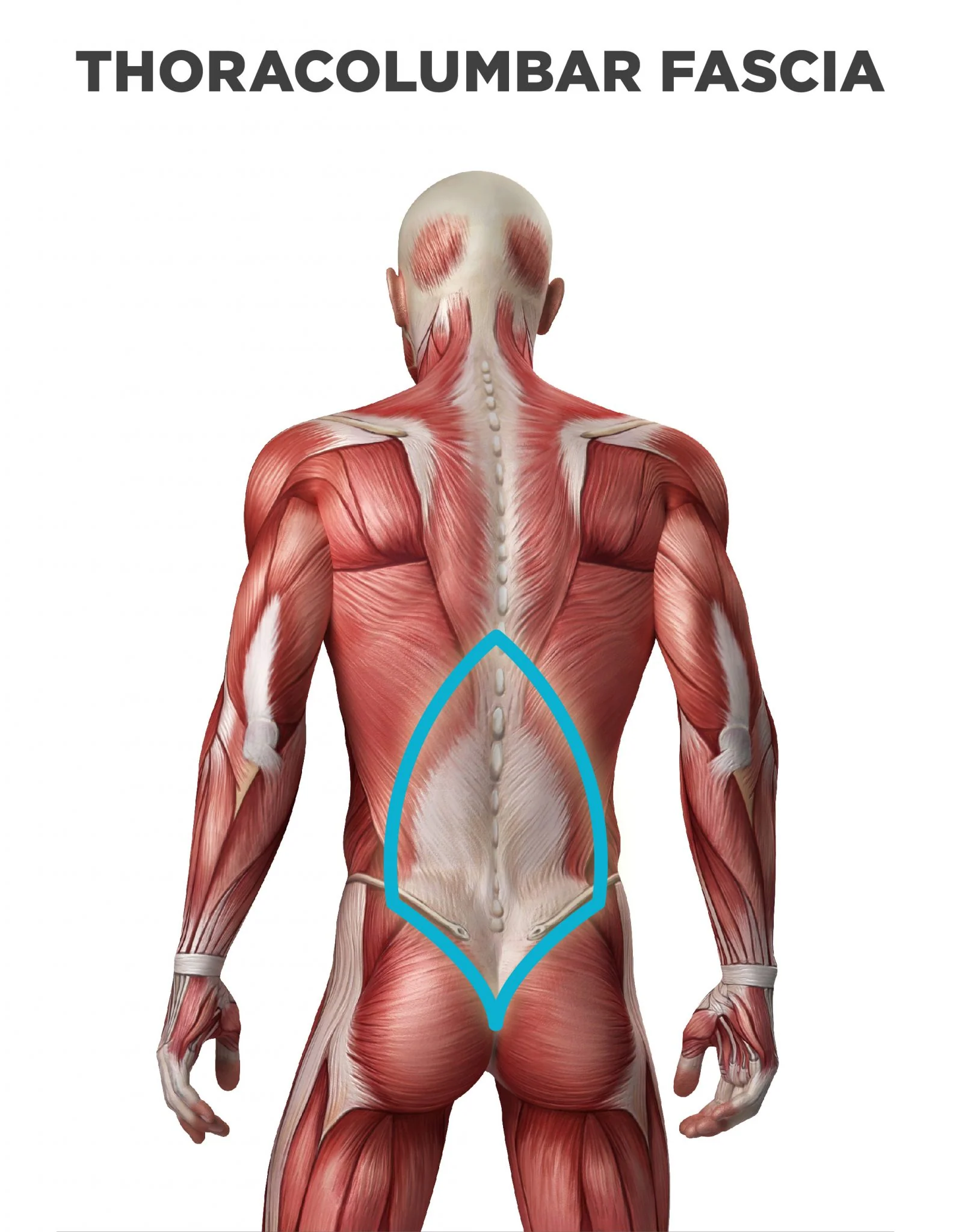 <p>thoracolumbar fascia</p>