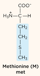 <p>nonpolar, aliphatic R group</p>