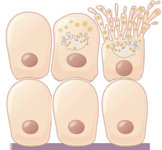 <p>Holocrine glands</p>