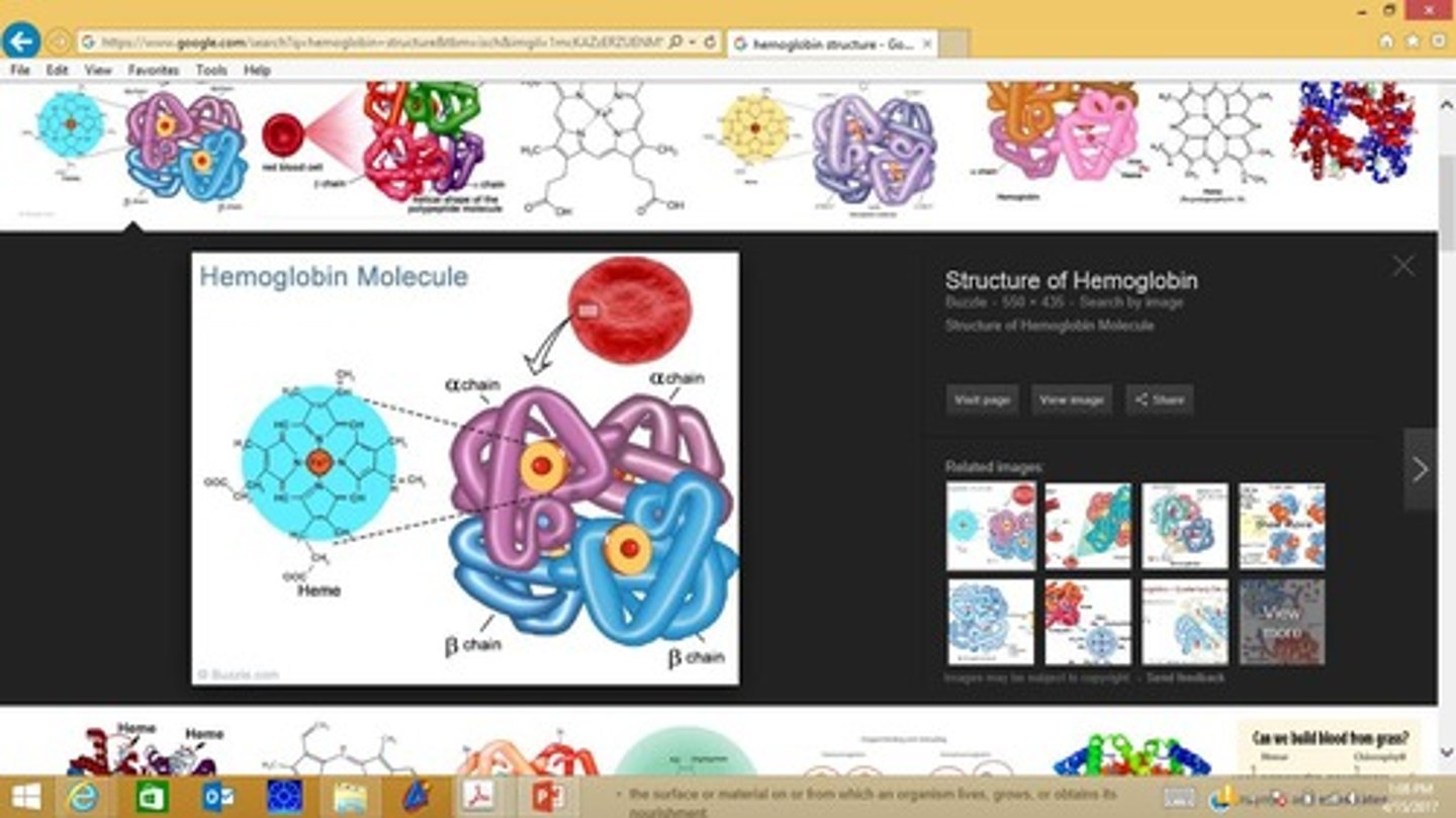 <p>Protein transporting oxygen in the blood.</p>