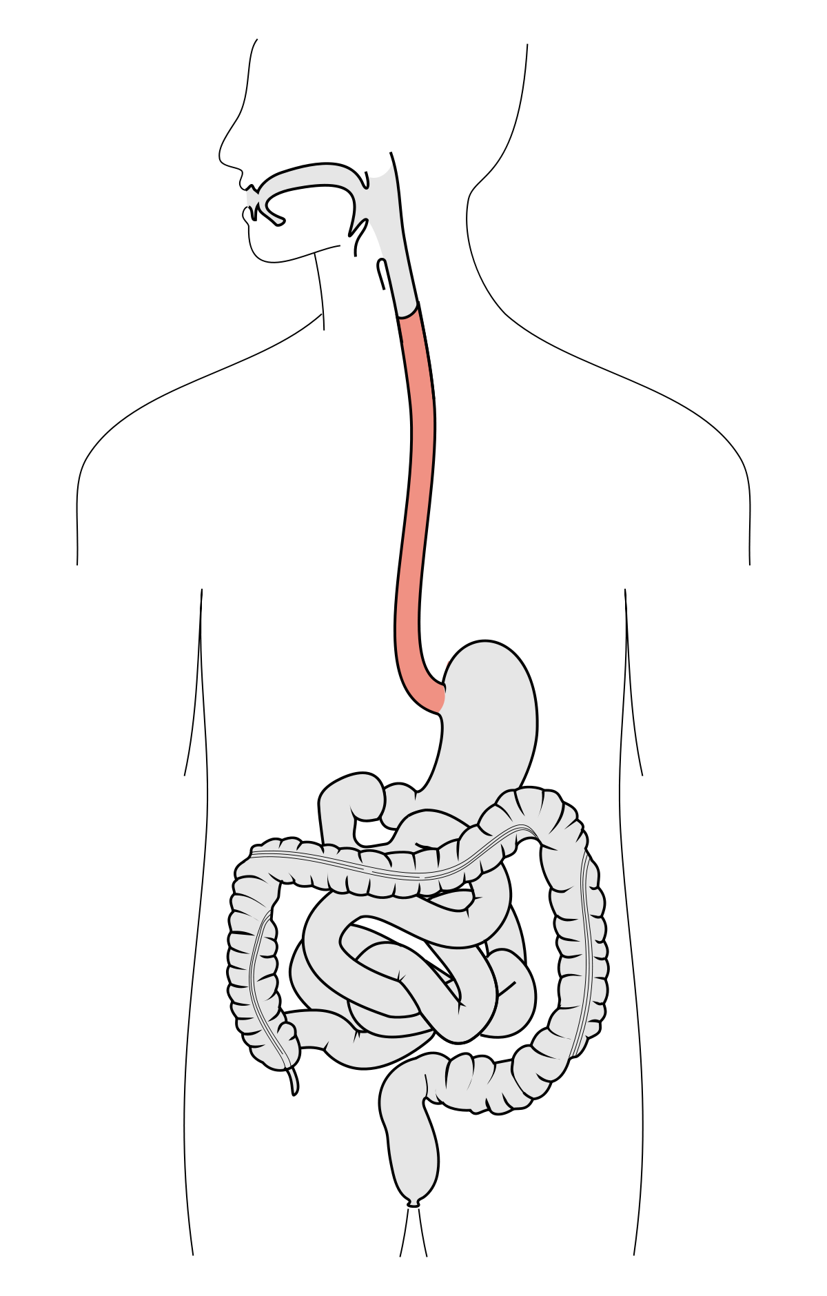 <p>The food pipe that pushes down food to the stomach through peristalsis.</p>