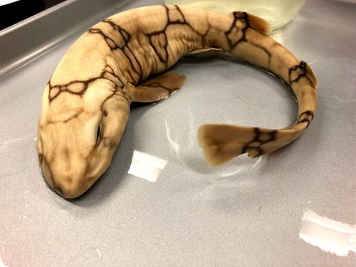 <p>Catshark</p>