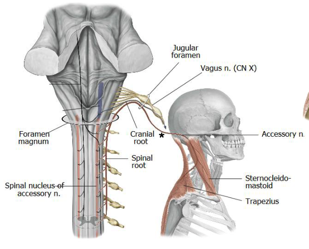 <p>posterior triangle</p>