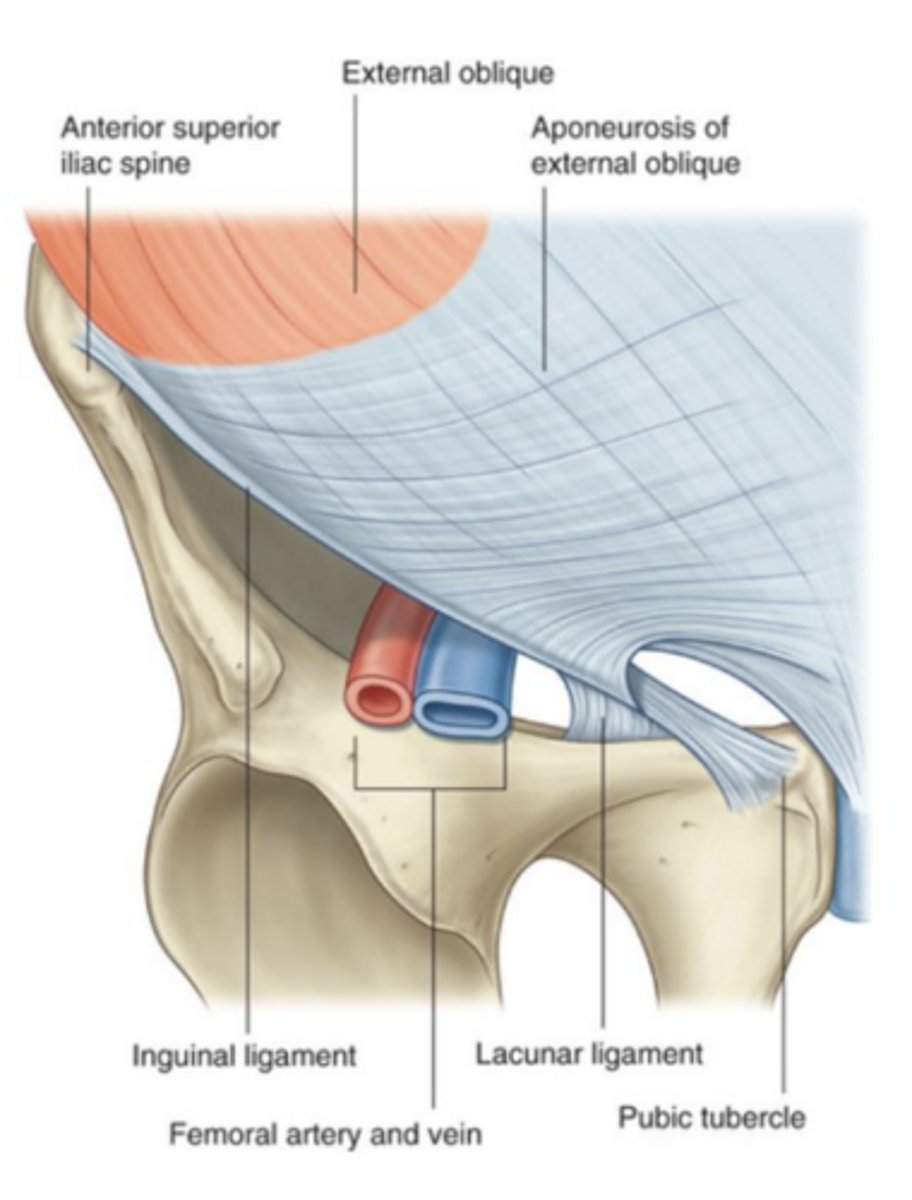 <p>the pubic tubercle</p>