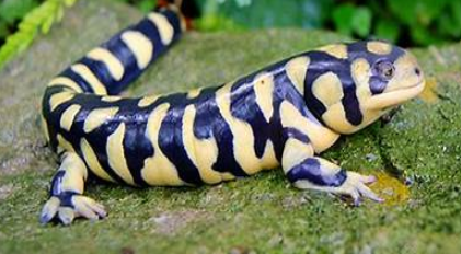 <p>Ambystoma tigrinum</p>