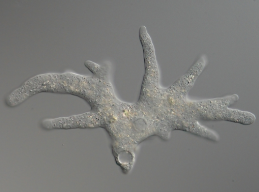 <p>What supergroup is this organism apart of?</p>