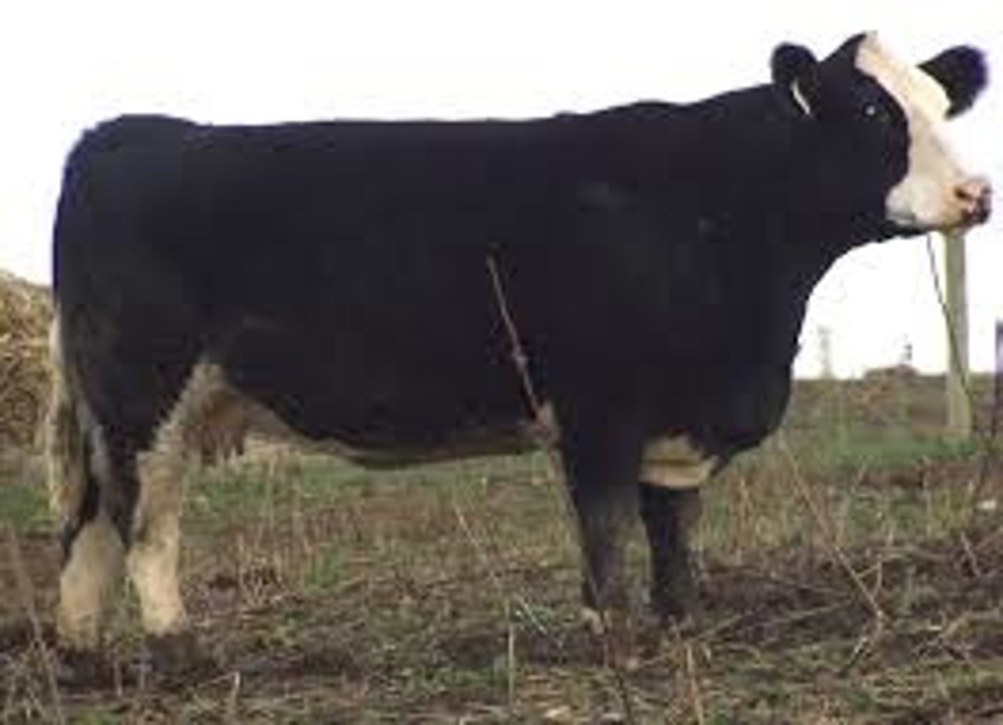 <p>black baldy</p><p>one fo the more common crossbreds in the beef industry</p>