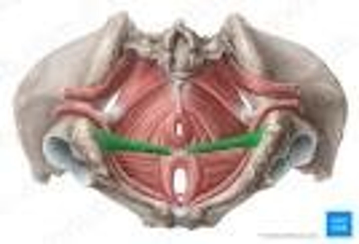 <p>stabilizes central tendon of perineum</p>