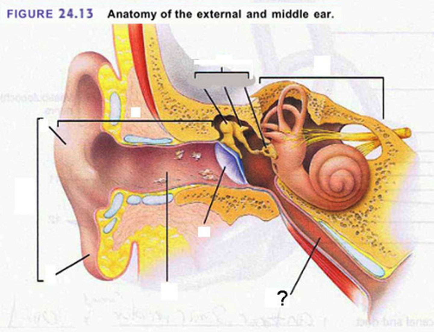 <p>Connects the middle ear with the nasopharynx.</p>