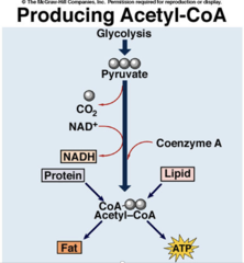 This product of glycolysis is used and synthesized by many metabolic pathways. In energy generation, it can be either converted to lactate under anaerobic conditions, or broken down to water and carbon dioxide in the presence of oxygen, generating large amounts of ATP.