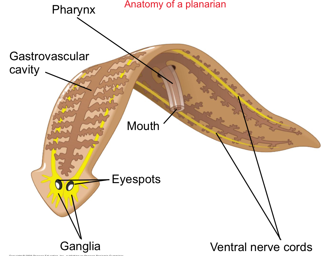 <p>Planarians</p>