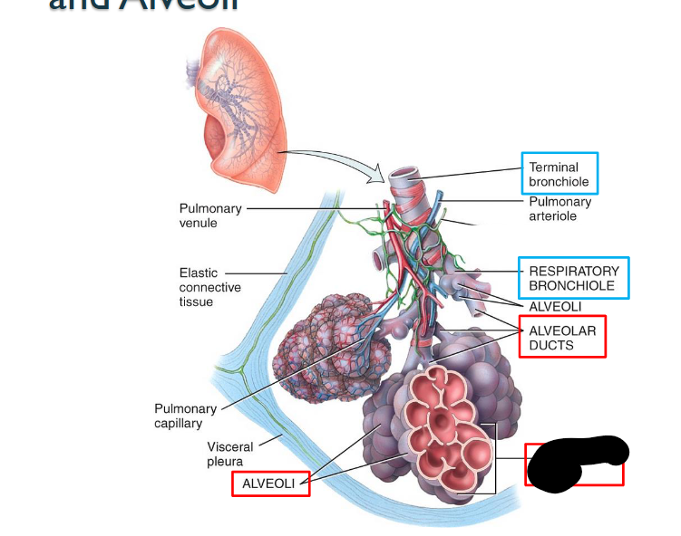 <p>What structure is this within the Lungs?</p>