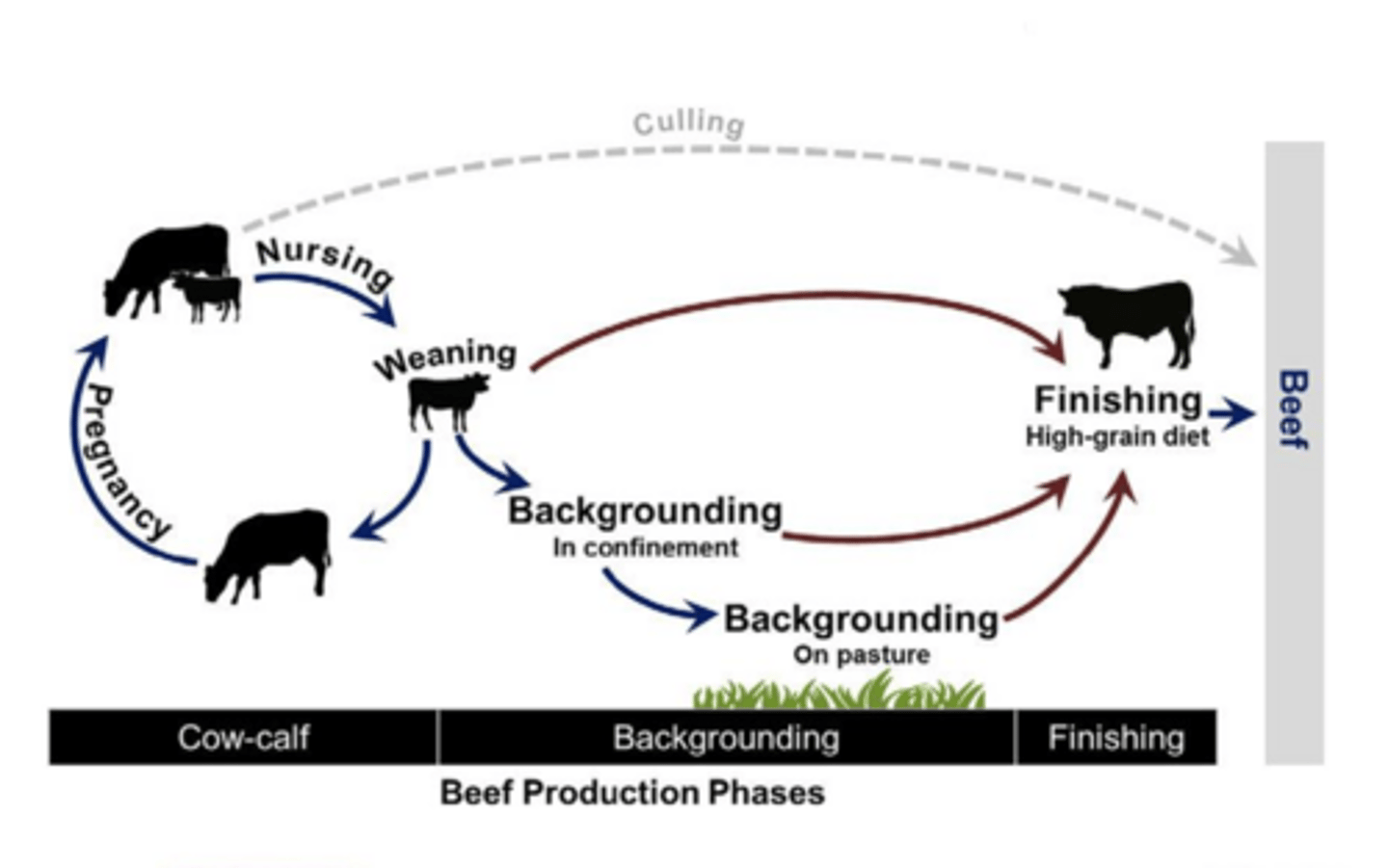 <p>review this overall diagram for beef cattle operations</p>