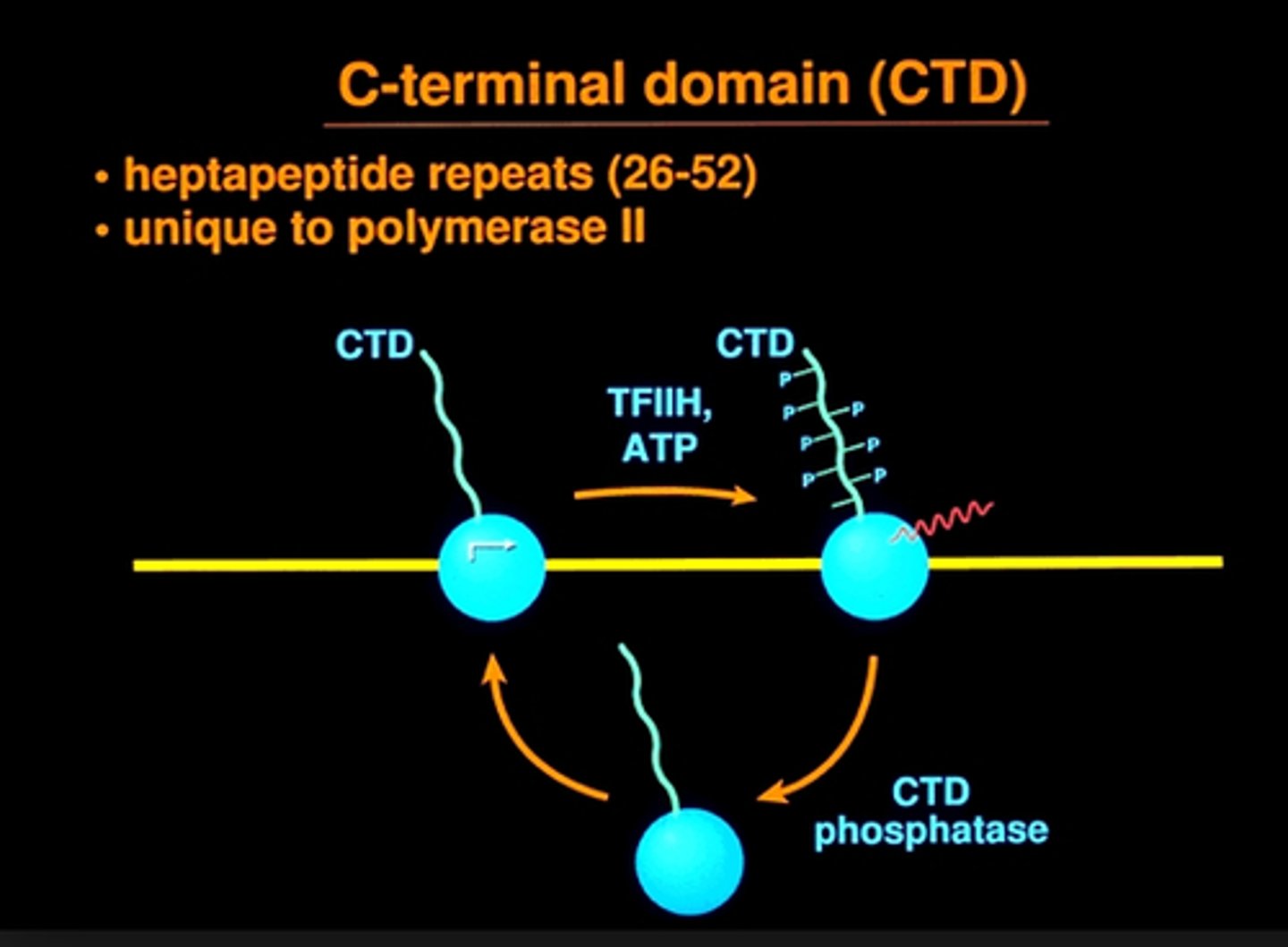 <p>holding a variety of proteins/enzymes involved in transcription elongation (elongation factors (ef) and mRNA processing enzymes close by until they are needed</p>