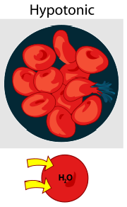 hypo= less than

tonos= stretching

causes hydrolysis

cell grows