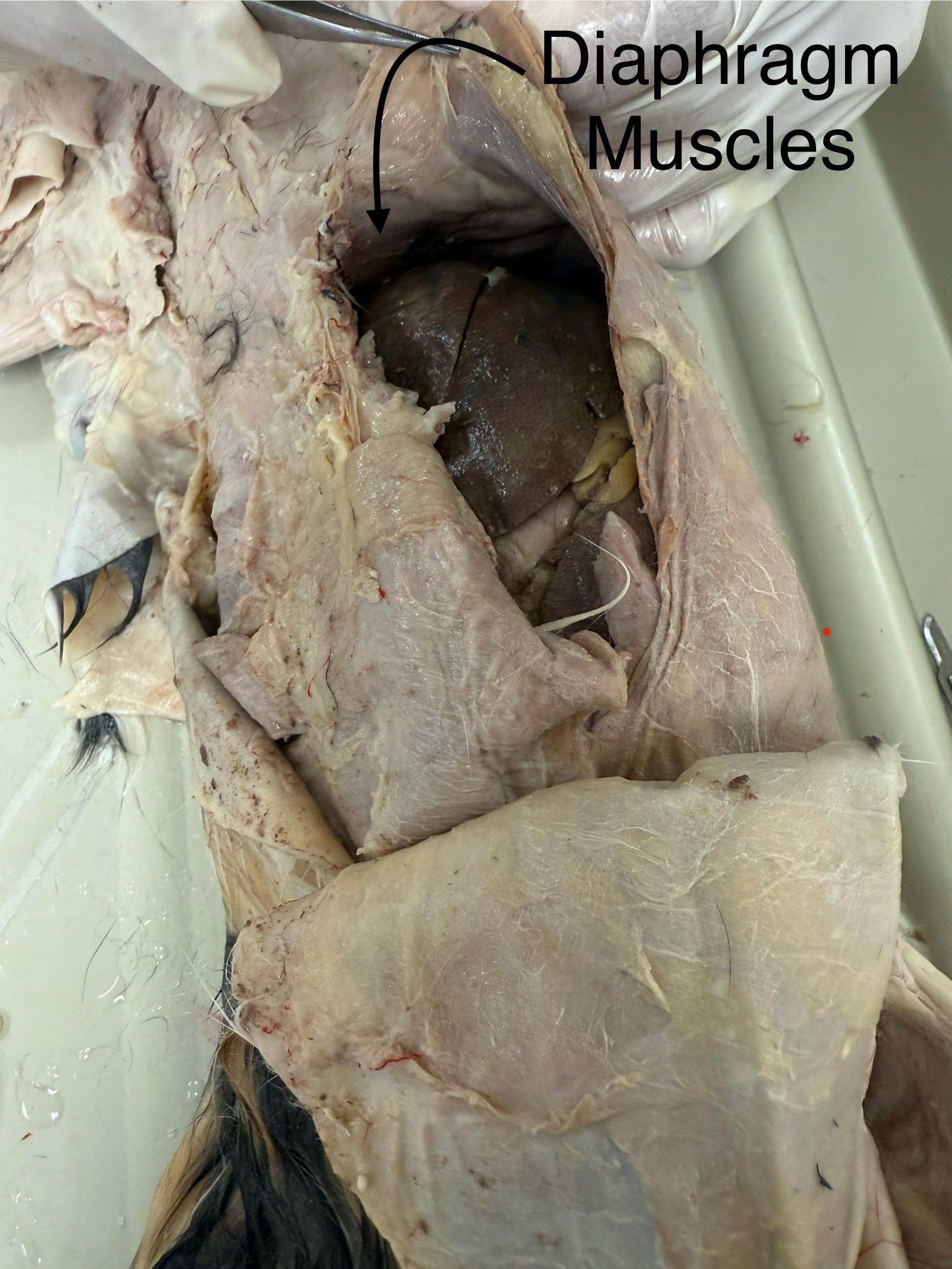 <p>Contracts and flattens during inhalation</p>