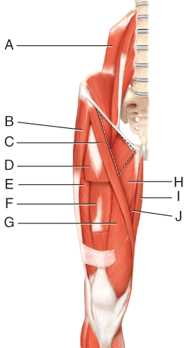 <p>What muscles is C</p>