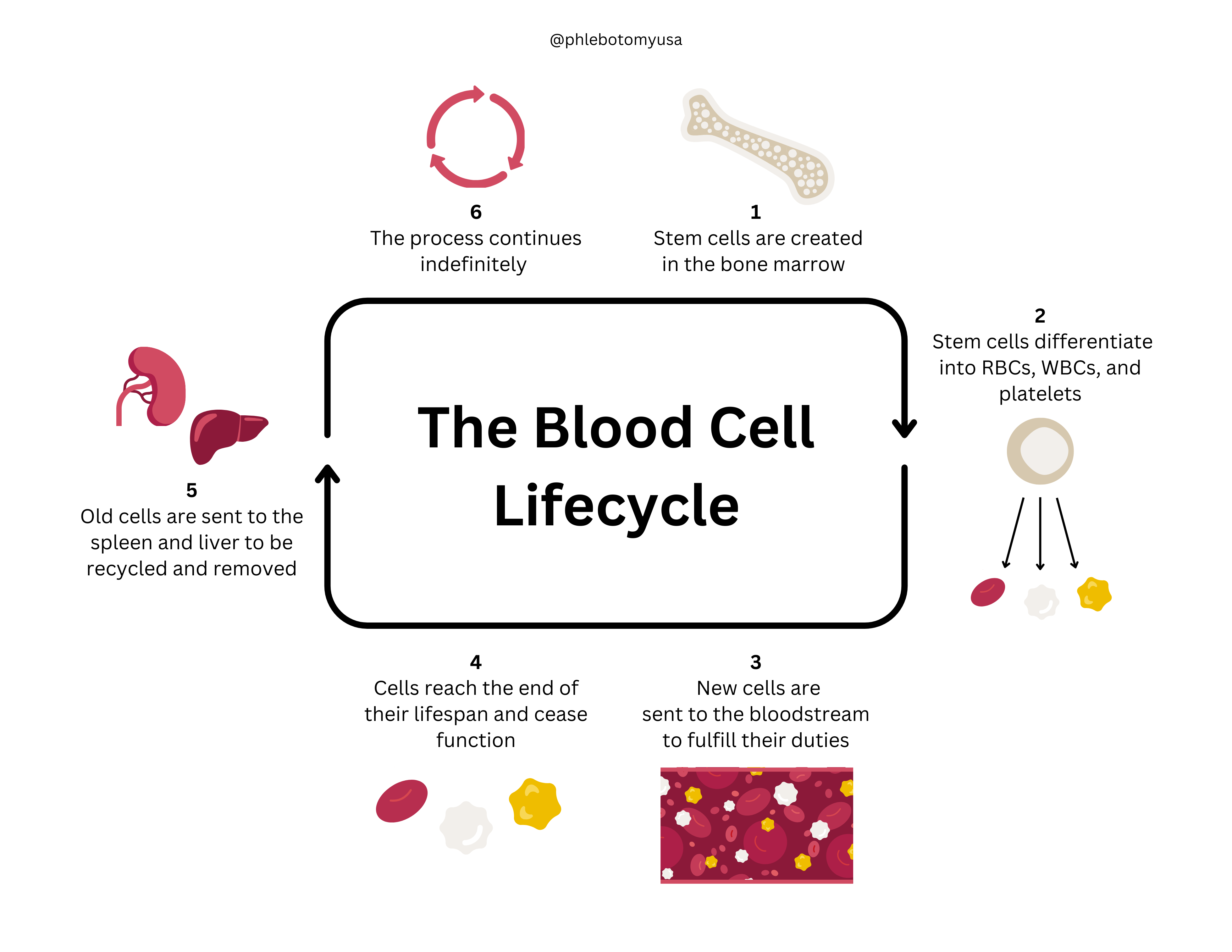 <p>120 days. Produced in red bone marrow. Undergo phagocytosis in the liver and spleen. Hemoglobin is degraded into its protein component (globin) and heme component. The iron from the heme is sent to the bone marrow for recycling. The remaining portions of the heme are degraded to bilirubin, which the liver releases into bile.</p>