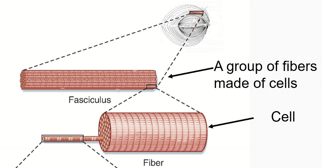 <p>Fasciculus</p>