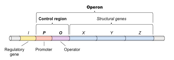 <p>Operator promoter and structural genes</p>