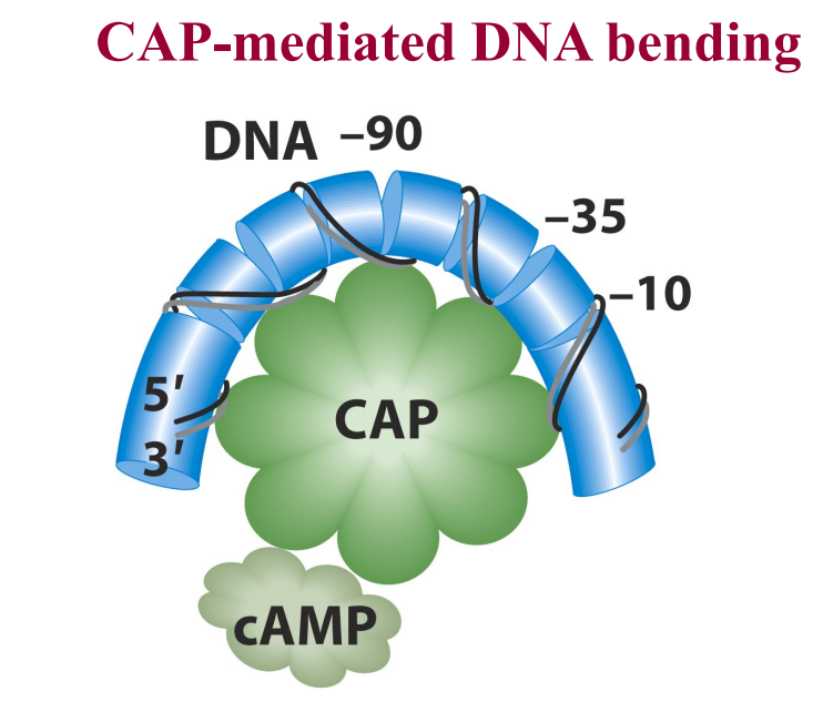 <p>Cap is an allosteric protein </p><ul><li><p>activates transcription after binding cAMP</p></li><li><p> induces DNA bending which allows DNA polymerase to access promoter more efficiently and partially unwind </p></li><li><p>CAP only activates transcription efficiently in the absence of Lac repressor </p></li></ul><p></p><p>So for high LAC operon expression need:</p><ul><li><p>glucose absent</p></li><li><p>lactose present  </p></li></ul><p></p>