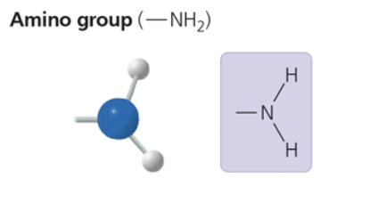 <p>—NH2</p><p>acts as a base; can pick up an H+ from the surrounding solution (water, in living organisms)</p><p>compound name: amine</p>