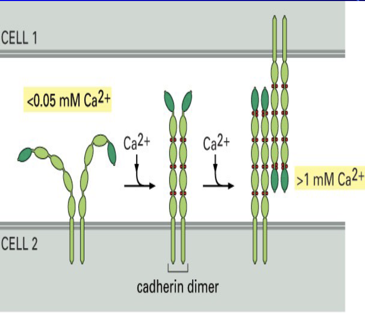 <ul><li><p><span> </span>a crucial family of Cell Adhesion Molecules essential for holding cells together, particularly in tissues that rely on a surface for structure</p></li><li><p>strictly calcium dependent; if calcium is removed, they lose their function and cells fall apart</p></li><li><p>bind to each other through cis/trans binding to link adjacent cells, and their binding specificity is so strong that their mechanisms are subject to competition between types</p></li></ul><p>ex: <span>E (epitellial),N(Neural),P(placenta)</span></p><p></p>
