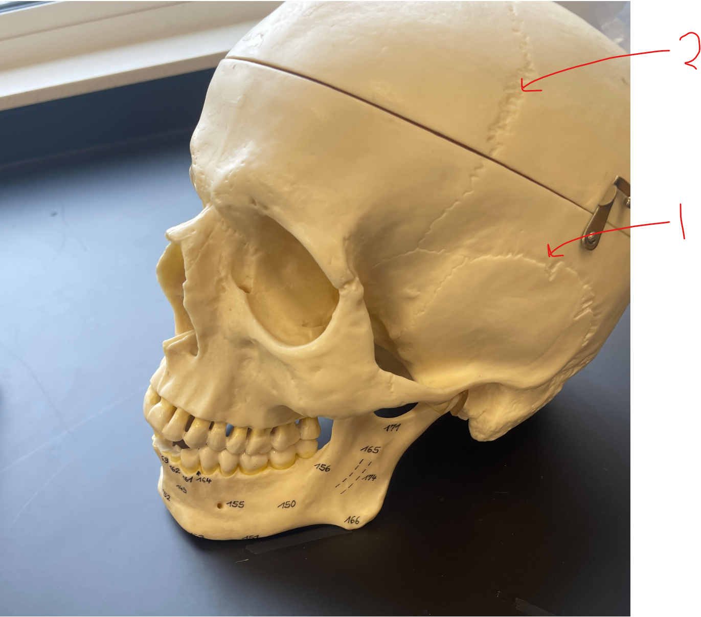 <p>what suture is #2</p>