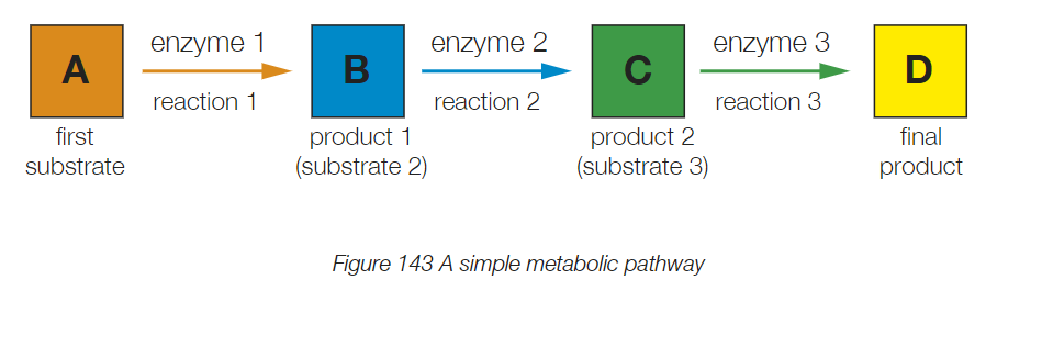 <p>An enzyme-substrate reaction that involves multiple chains or cycles of these reactions so one final product will made, which will provide metabolism (energy) for our body.</p>
