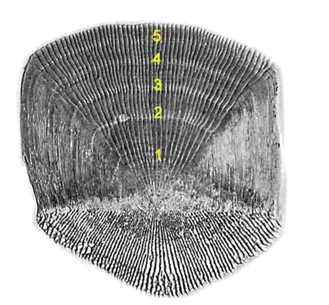 <p>What is being shown with the numbering in this image? What is the overall structure called and what phylum can it be found in?</p>