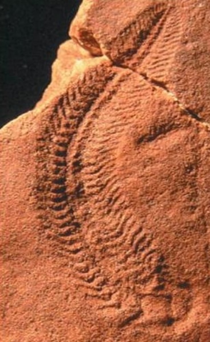<p>the official fossil emblem of South Australia; it has been found nowhere else</p>