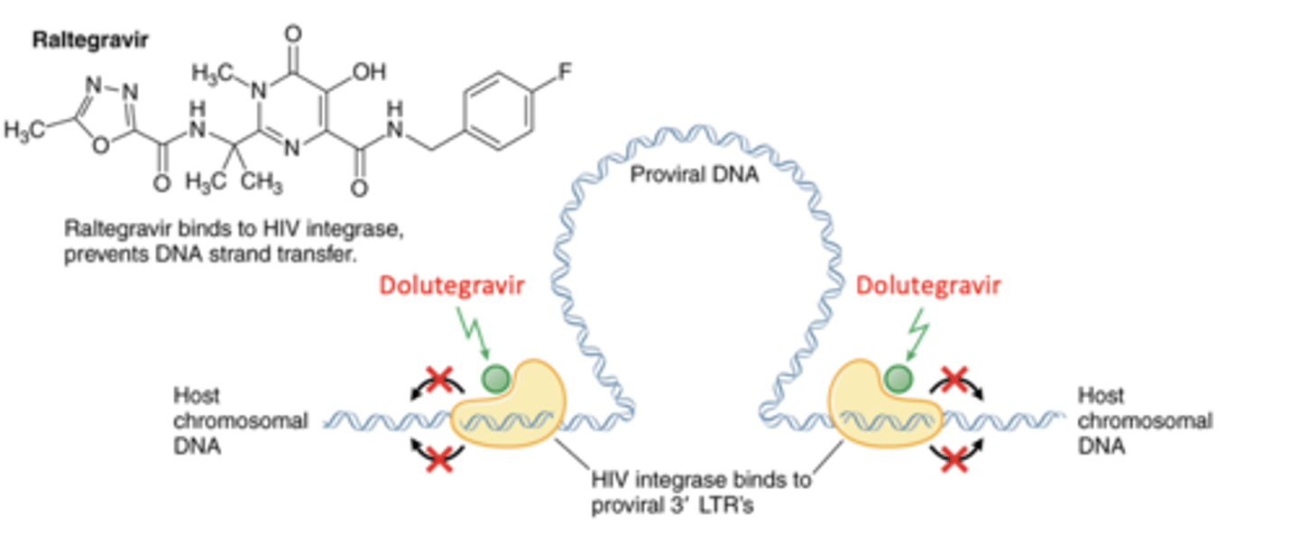 <p>Prevents virus integration into host chromosome</p>