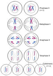 meiosis 2