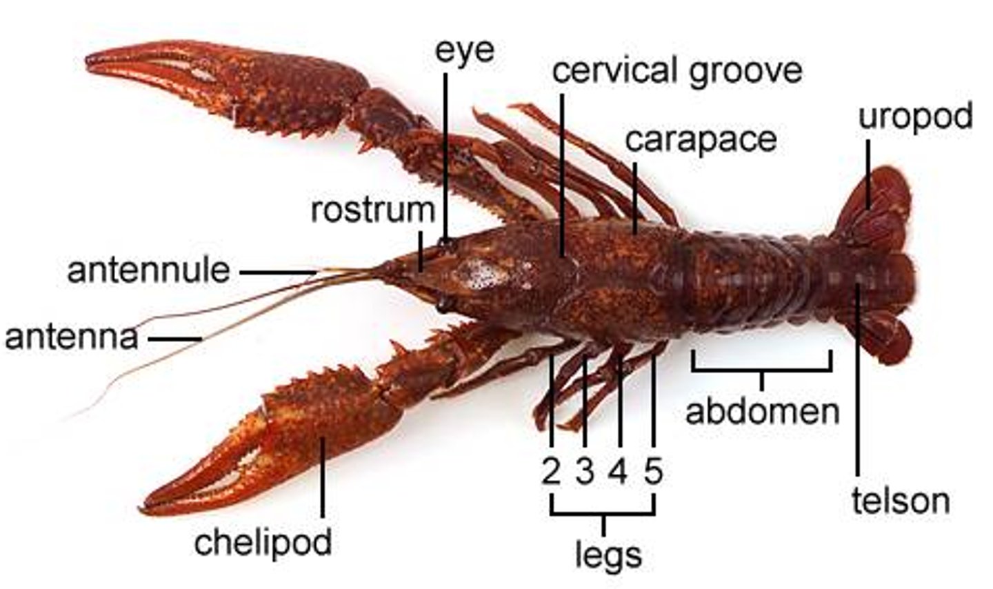 <p>first pair of legs in crayfishes that bear large claws that are modified to catch, pick up, crush, and cut food</p>