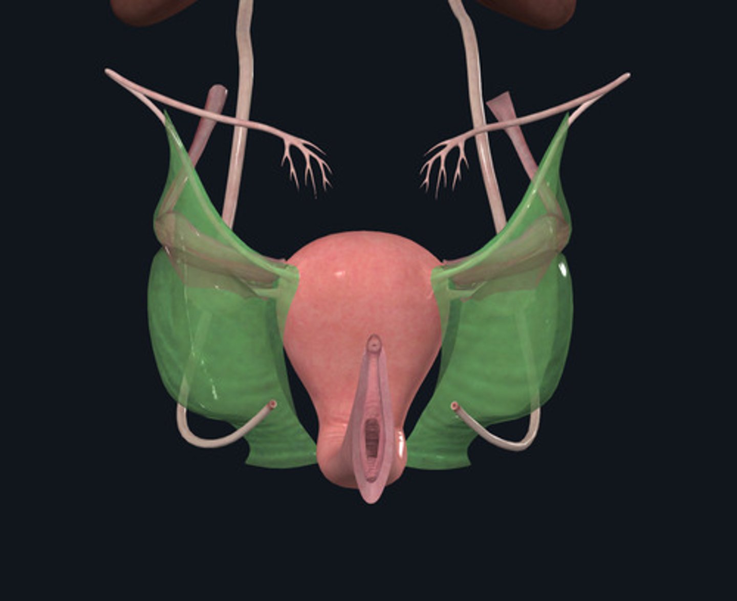 <p>ID Structure Highlighted Green</p>