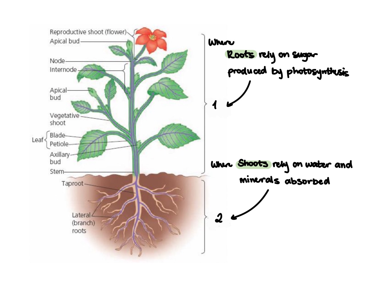 <p>• the evolved three basic organs: (1 &amp; 2) 2 Systems the Basic Plant Structure is organized into</p>