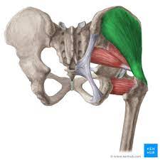 Origin: posterior iliac crest 

Insertion: greater trochanter of femur

Action: abducts and medially rotates thigh
