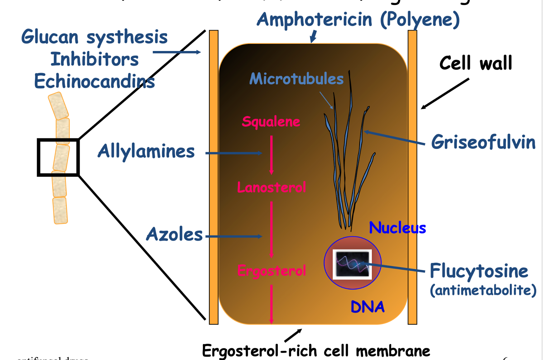 <p>Fungi have a cell wall (Made of glucans and ), target for the <strong>Glucan synthesis Inhibitors Echinocandins</strong></p><p>Main sterol is ergosterol, making them a target for the <strong>Azoles</strong>&nbsp;(Most common drug used to treat fungi)</p><p><strong>Griseofulvin</strong> used to target the microtubules</p>