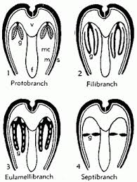 <ul><li><p>“Irregular ligament” </p></li><li><p>Hinge lacks “teeth”</p></li><li><p>Septibranch type gills</p></li><li><p>Due to their carnivorous diet, have chitin in the stomach/gills that grinds prey </p></li></ul><p></p>