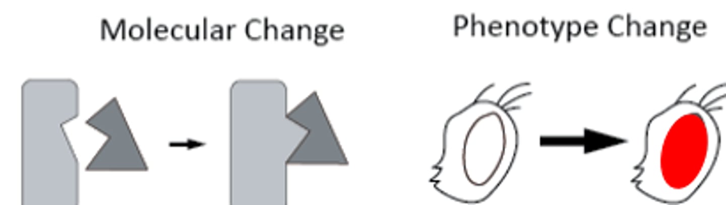 <p>A mutation changes the mutant DNA sequence back to the exact original wildtype</p>