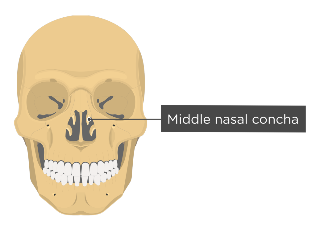 <p>middle nasal concha</p>