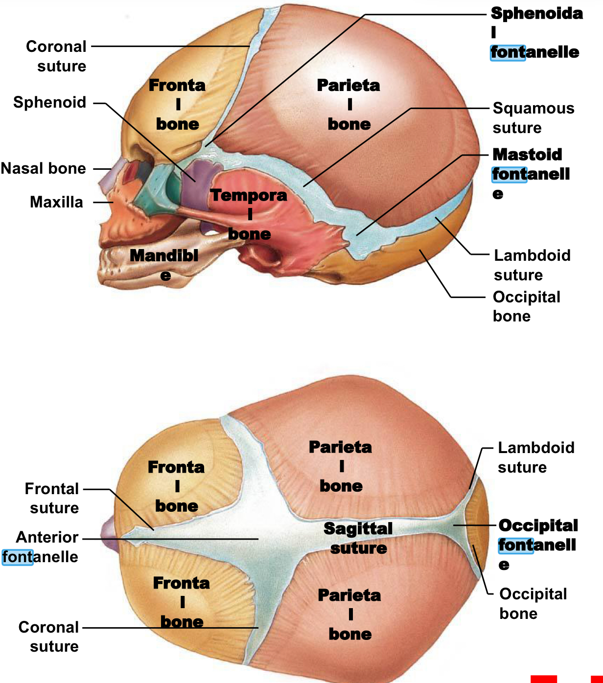 <ul><li><p>Large fibrous areas between cranial bones.
</p></li><li><p>Ease head passage through birth canal and allow cranial growth for brain development.
</p></li><li><p>Replaced by sutures over time.
</p><ul><li><p>All replaced before age 5 (when brain growth slows).
</p></li></ul></li></ul><ul><li><p>Anterior Fontanelle ("soft spot"):
</p><ul><li><p>Large, diamond shape intersection of frontal, sagittal, and coronal sutures.
</p></li><li><p>Largest, persists until ~age 2.
</p></li><li><p>Shallow (dehydration), bulging (increased pressure), pulses with heartbeat (covers major blood vessel)</p></li></ul></li><li><p>Posterior/occipital fontanelle small, triangular intersection where occipital and parietal bones meet</p><ul><li><p>Close w/ 1st few months</p></li></ul></li><li><p>Sphenoid and mastoid fontanelles (2 each)</p></li></ul><p></p>
