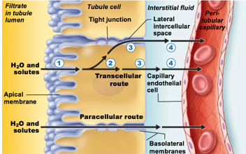 <p>Substances move through kidney tubule cells</p>