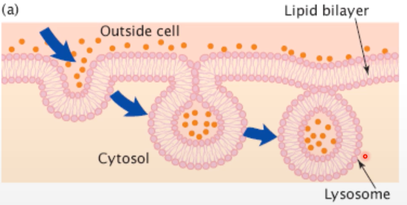 <p>Process of t<strong>aking materials into the cell</strong> by forming vesicles from the membrane containing the substance.</p>