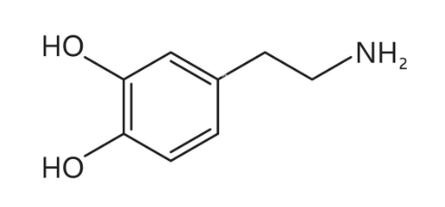 <ul><li><p>What is dopamine biologically synthesized by? </p></li></ul><ul><li><p>Where is it found? </p></li><li><p>What does the decrease of dopamine cause?</p></li></ul><p></p>