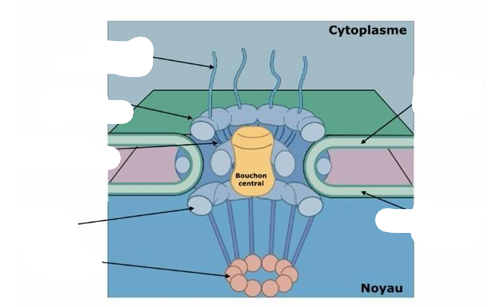<p>Compléter ce schéma </p>
