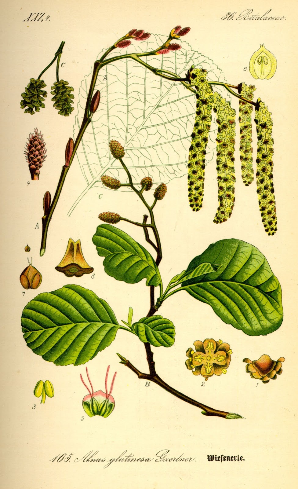 term image